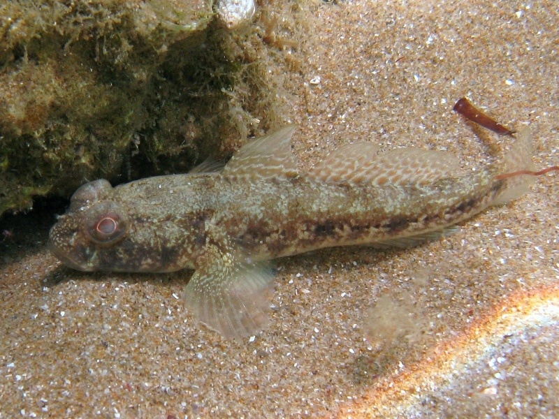 Gobius niger
